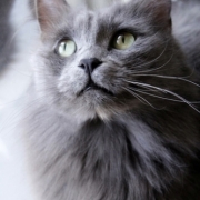 「銀」&hellip;★☆★ペットの写真大募集！！★☆★&hellip;【AP水】Webサイトを飾ってください！の投稿画像