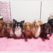 「整列♪」&hellip;★☆★ペットの写真大募集！！★☆★&hellip;【AP水】Webサイトを飾ってください！の投稿画像