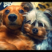 「仲良し」&hellip;★☆★ペットの写真大募集！！★☆★&hellip;【AP水】Webサイトを飾ってください！の投稿画像