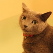 「チロルくん♪」&hellip;★☆★ペットの写真大募集！！★☆★&hellip;【AP水】Webサイトを飾ってください！の投稿画像