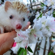 「チビチビ」&hellip;★☆★ペットの写真大募集！！★☆★&hellip;【AP水】Webサイトを飾ってください！の投稿画像