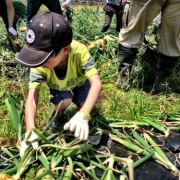 「初の玉ねぎ収穫」【本格的な写真集作成のフエルフォトブック】☆ＧＷに撮った想い出写真☆大募集！の投稿画像