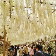 「あしかがフラワーパーク、白富士のトンネル」【本格的な写真集作成のフエルフォトブック】☆ＧＷに撮った想い出写真☆大募集！の投稿画像