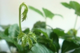 「新芽」の画像（1枚目）