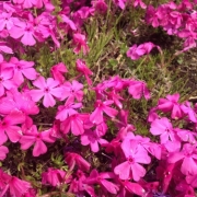 「たくさんの芝桜」あなたもカメラマンデビューしませんか？商品を素敵にとって現品の泥パックGET!の投稿画像