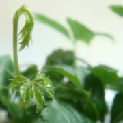 「新芽」あなたもカメラマンデビューしませんか？商品を素敵にとって現品の泥パックGET!の投稿画像