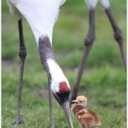 「鶴の親子」あなたの写真がカレンダーに★森永アイスカレンダー写真大募集！の投稿画像