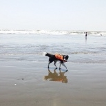 「海を守るわんちゃん」海中散歩シーウォーカーペアチケットプレゼント（13000円相当）の投稿画像