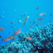 「海中散歩シーウォーカーペアチケットプレゼント」海中散歩シーウォーカーペアチケットプレゼント（13000円相当）の投稿画像