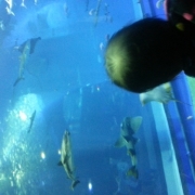 「海はまだまだ」海中散歩シーウォーカーペアチケットプレゼント（13000円相当）の投稿画像