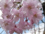 「大好きな桜の写真です♪」の画像（1枚目）