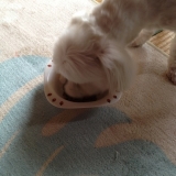 口コミ：人が食べれる食材で作った無添加ドックフード。の画像（3枚目）