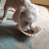 口コミ：人が食べれる食材で作った無添加ドックフード。の画像（2枚目）