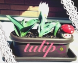チューリップ