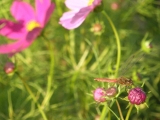 「写真を撮るのが大好きです！」の画像（2枚目）