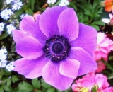 「癒しとリフレッシュにお花とハハーブ♪。・＋・。☆★☆三」の画像