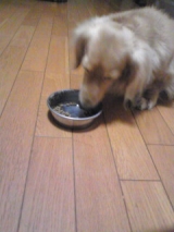 口コミ：無添加ドッグフード安心をお試ししたワン♪の画像（1枚目）