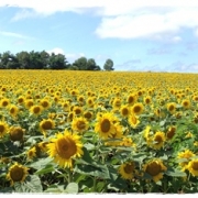 「さすが北海道!!」第25弾_夏の思い出写真を投稿してAmazonギフト券をゲット！の投稿画像