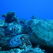 「お食事中」第25弾_夏の思い出写真を投稿してAmazonギフト券をゲット！の投稿画像