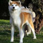 「先週１０月５日に２歳の誕生日でした」幸せおすそわけキャンペーン「ハピカレ＆プリザーブドフラワー」をプレゼントの投稿画像