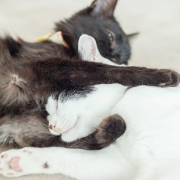 「ゆっくりおやすみ・・」幸せおすそわけキャンペーン「ハピカレ＆プリザーブドフラワー」をプレゼントの投稿画像