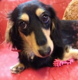 「ぺろってすぐなくなった！」の画像