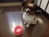 「ご飯大好き♪パピヨンくん('&forall;`)」の画像（1枚目）