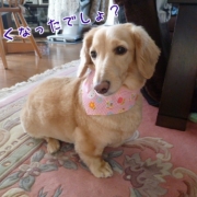 「カットしたよ♪」【ペット動画募集】ペットが喜ぶイオンシャワー！ピュアラブリー モニター募集！の投稿画像