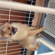 「ブラッシングが苦手」【ペット動画募集】ペットが喜ぶイオンシャワー！ピュアラブリー モニター募集！の投稿画像