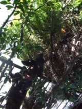 口コミ：Hanaちゃんミカンがきになっちゃう！の画像（7枚目）