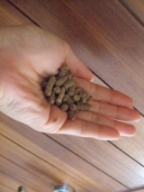 口コミ：Hanaちゃんミカンがきになっちゃう！の画像（5枚目）