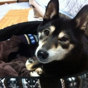 「長い間手入れしてもらえなかった黒柴」【ペット動画募集】ペットが喜ぶイオンシャワー！ピュアラブリー モニター募集！の投稿画像