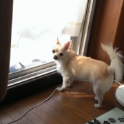 「ﾁﾜﾜﾝ」【ペット動画募集】ペットが喜ぶイオンシャワー！ピュアラブリー モニター募集！の投稿画像