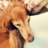 我が家のアイドル