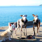 「ブラッシングの習慣がない我が家・・」【ペット動画募集】ペットが喜ぶイオンシャワー！ピュアラブリー モニター募集！の投稿画像