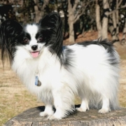 「ブラッシングが苦手」【ペット動画募集】ペットが喜ぶイオンシャワー！ピュアラブリー モニター募集！の投稿画像