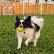 「８ｋｇのパピヨン」【ペット動画募集】ペットが喜ぶイオンシャワー！ピュアラブリー モニター募集！の投稿画像