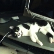 「静電気」【ペット動画募集】ペットが喜ぶイオンシャワー！ピュアラブリー モニター募集！の投稿画像