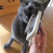 「物足りニャイ！」【ペット動画募集】ペットが喜ぶイオンシャワー！ピュアラブリー モニター募集！の投稿画像