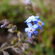 「かすみ草」【あなたがエミュールカメラマン！】人気美容家愛用美肌潤う入浴剤350ｇプレゼントの投稿画像