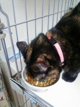 口コミ：【猫】にゃあ達のクリスマスプレゼント☆おもいやりフード【モニター】の画像（1枚目）