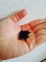 口コミ：【モニター】ダンナの加齢臭対策にブラックフォースシャンプーの画像（1枚目）