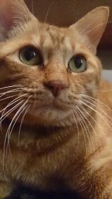 口コミ：プラセンタ配合♪猫ちゃんのエイジングケアに特化したおもいやりフードを試してみたの画像（1枚目）