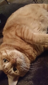 口コミ：プラセンタ配合♪猫ちゃんのエイジングケアに特化したおもいやりフードを試してみたの画像（2枚目）