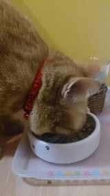 口コミ：プラセンタ配合♪猫ちゃんのエイジングケアに特化したおもいやりフードを試してみたの画像（4枚目）