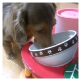 口コミ：ドッグフード無添加安心本舗　無添加ドッグフード安心50gの画像（1枚目）