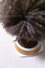 口コミ：♪無添加ドッグフード安心♪の画像（1枚目）