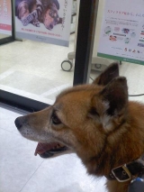 口コミ：ドッグフード無添加安心本舗の画像（2枚目）