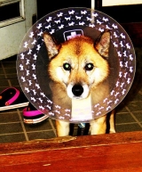 口コミ：ドッグフード無添加安心本舗の画像（1枚目）