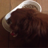 口コミ：無添加ドックフード安心の画像（1枚目）